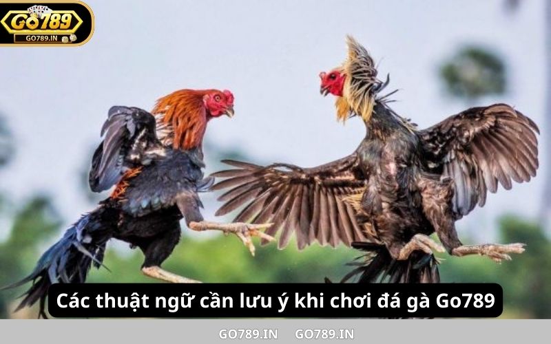 Các thuật ngữ cần lưu ý khi chơi đá gà Go789