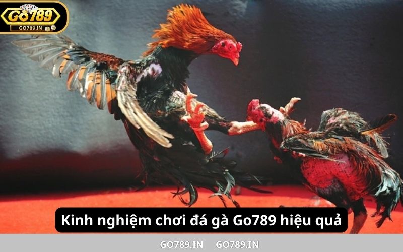 Kinh nghiệm chơi đá gà Go789 hiệu quả